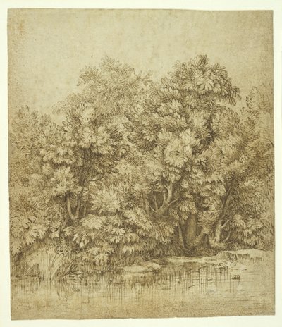 Trees Near a Pool of Water, c.1530 by Tiziano Vecelli